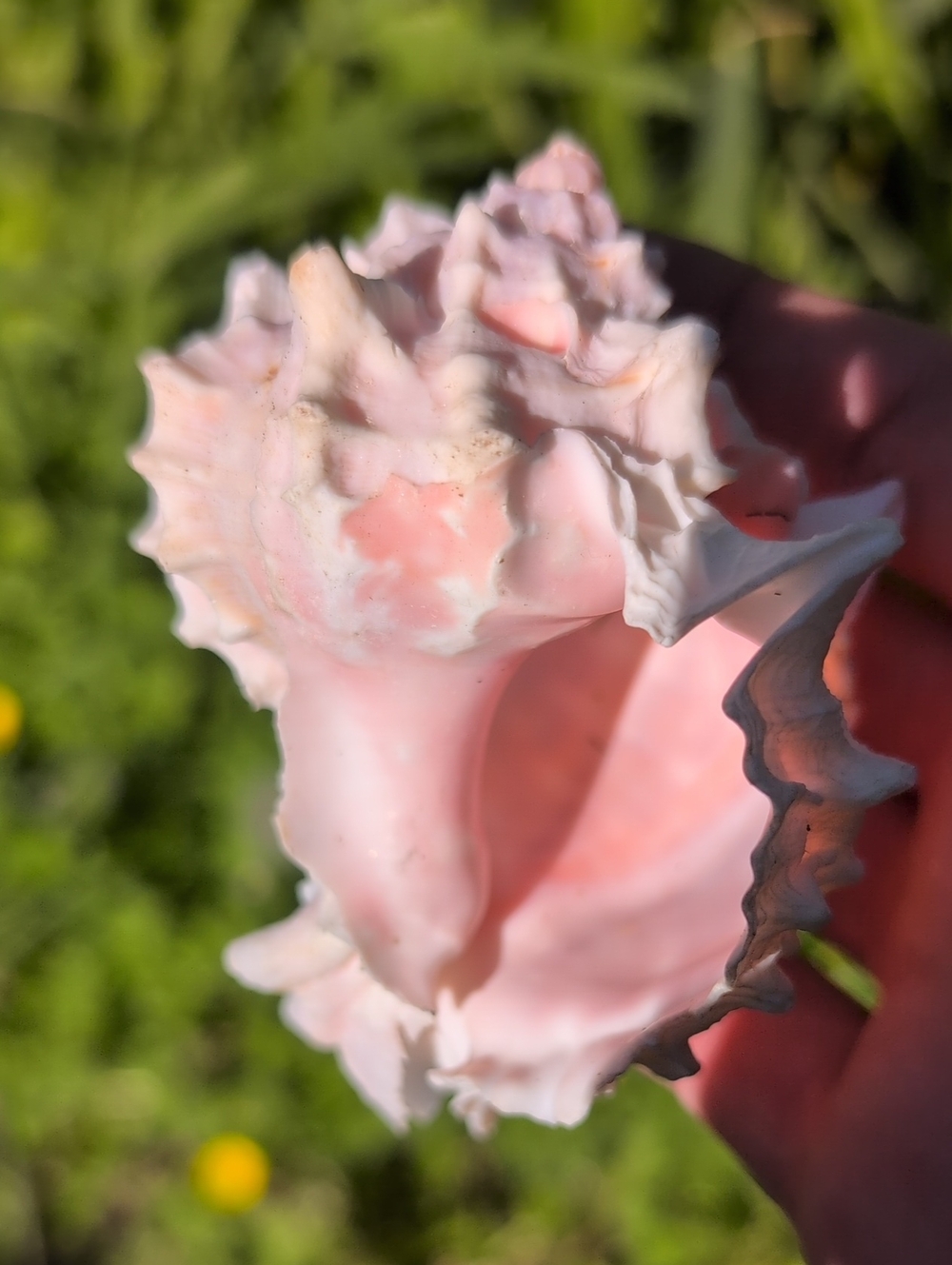 Ocean Spiral Conch Shell - Picture 3 of 3